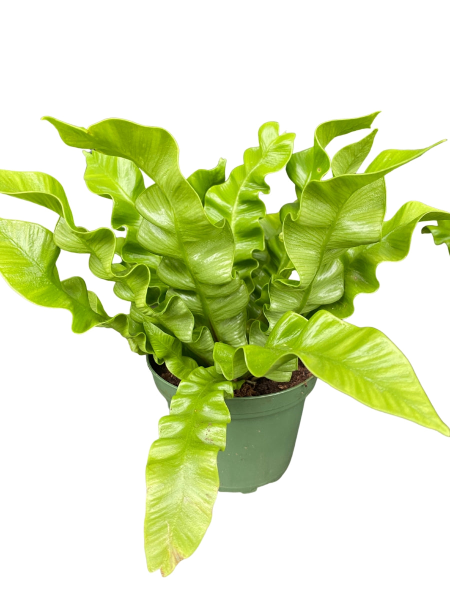 Asplenium Crispy Wave 4"